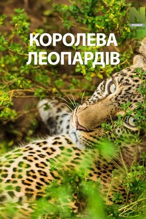 постер Королева леопардів