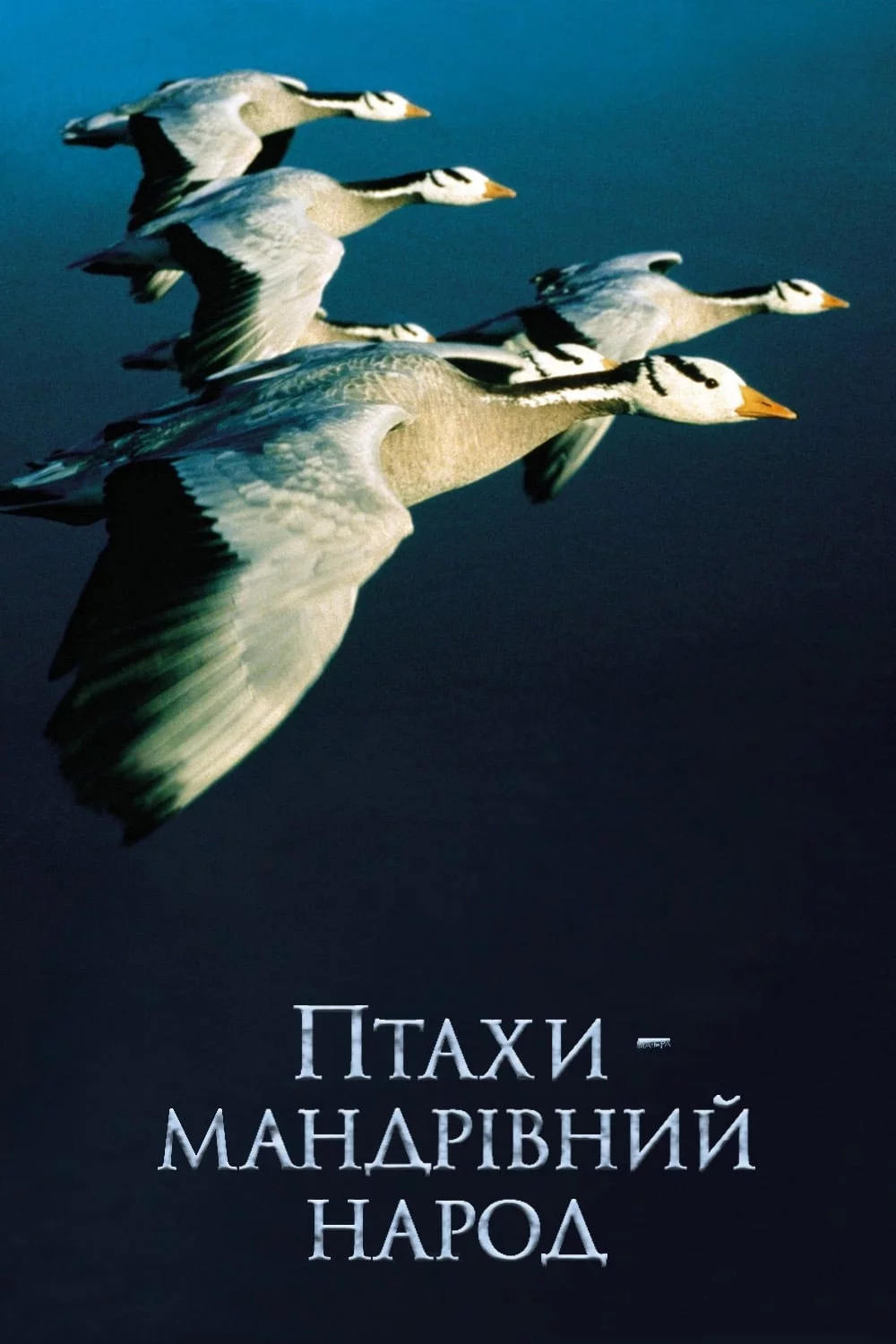 постер Птахи - мандрівний народ