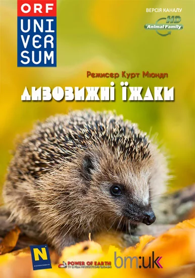 постер Дивовижні їжаки