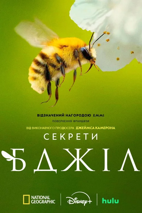 постер Секрети бджіл